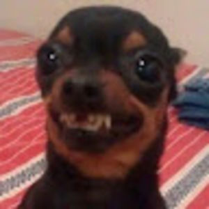 Meet your Posher, Chase